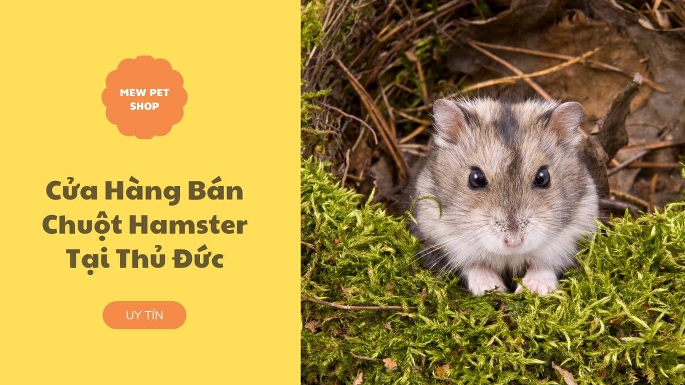 SHOP Chuột Hamster Thủ Đức UY TÍN [️ 1 Hamster Đẹp Khoẻ]