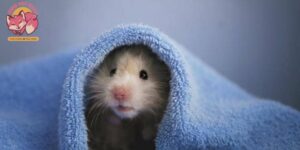 8 Điều Nên & Không Nên Làm Trong Quá Trình Nuôi Chuột Hamster 1