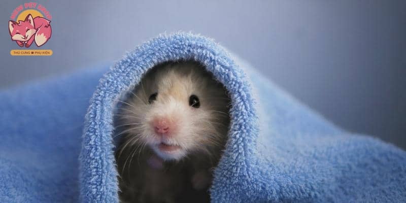 8 Điều Nên & Không Nên Làm Trong Quá Trình Nuôi Chuột Hamster