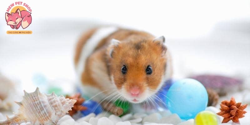Khám thú y thường xuyên giúp phòng tránh bệnh tật cho chuột Hamster