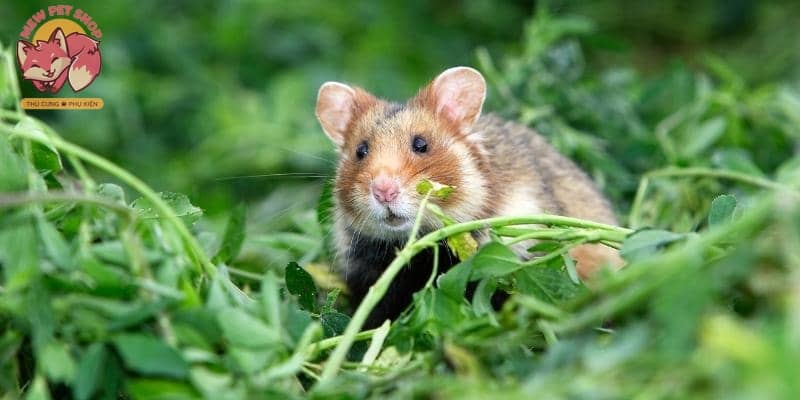 8 Điều Nên & Không Nên Làm Trong Quá Trình Nuôi Chuột Hamster 5