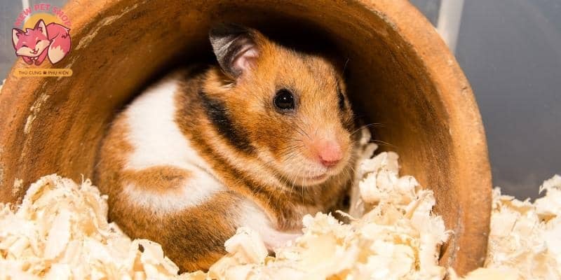 8 Điều Nên & Không Nên Làm Trong Quá Trình Nuôi Chuột Hamster 7