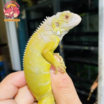Rồng Nam Mỹ Vàng Chanh Siêu Đẹp - Albino T+ [Green Hypo Iguana] 1