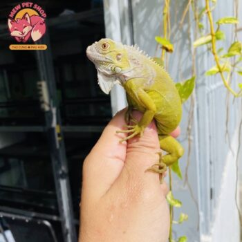 Rồng Nam Mỹ Vàng Chanh Siêu Đẹp - Albino T+ [Green Hypo Iguana] 3