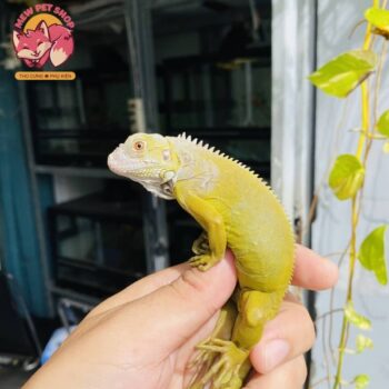 Rồng Nam Mỹ Vàng Chanh Siêu Đẹp - Albino T+ [Green Hypo Iguana] 6