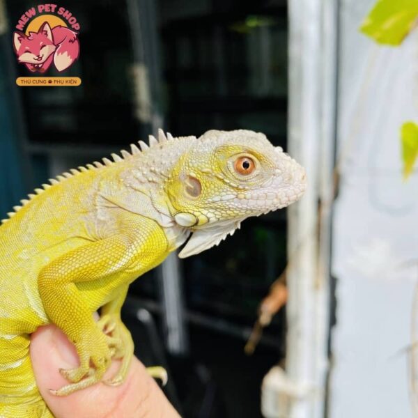 Rồng Nam Mỹ Vàng Chanh Siêu Đẹp - Albino T+ [Green Hypo Iguana] 7
