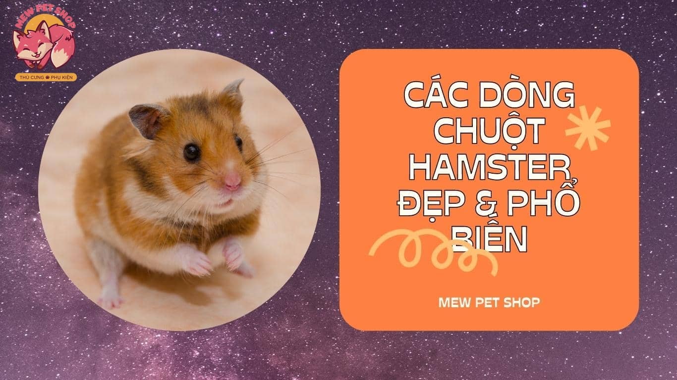 TOP 5] Dòng Chuột Hamster Đẹp Phổ Biến Nhất Ai Cũng Thích