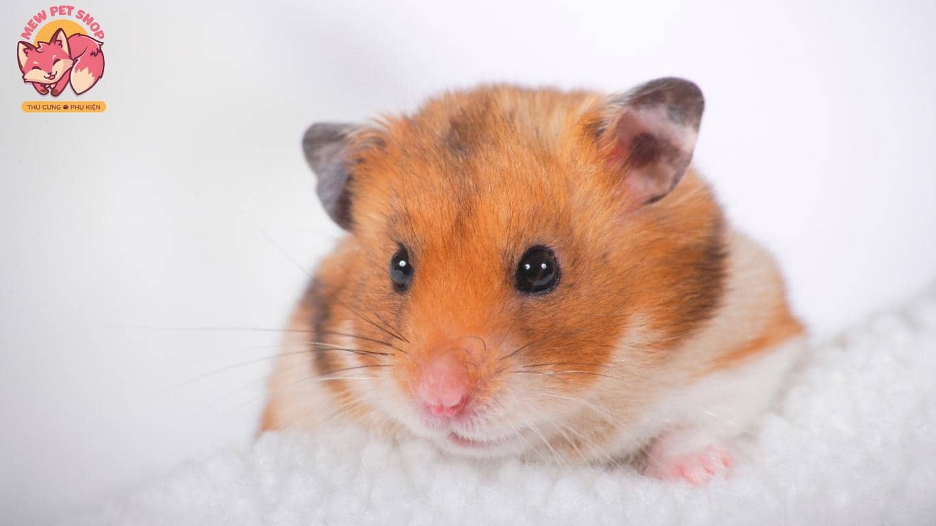 TOP Các Dòng Chuột Hamster Đẹp Phổ Biến Nhất Bạn Sẽ Thích 3