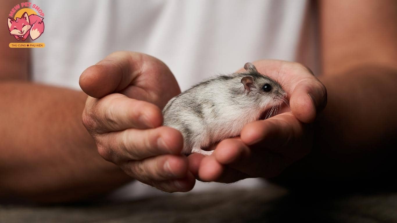 TOP Các Dòng Chuột Hamster Đẹp Phổ Biến Nhất Bạn Sẽ Thích 8
