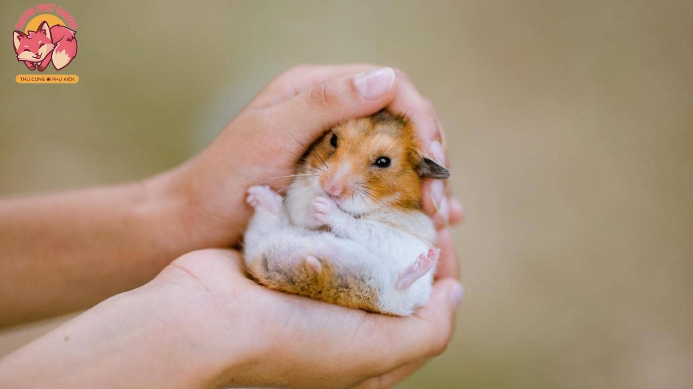 TOP Các Dòng Chuột Hamster Đẹp Phổ Biến Nhất Bạn Sẽ Thích 9