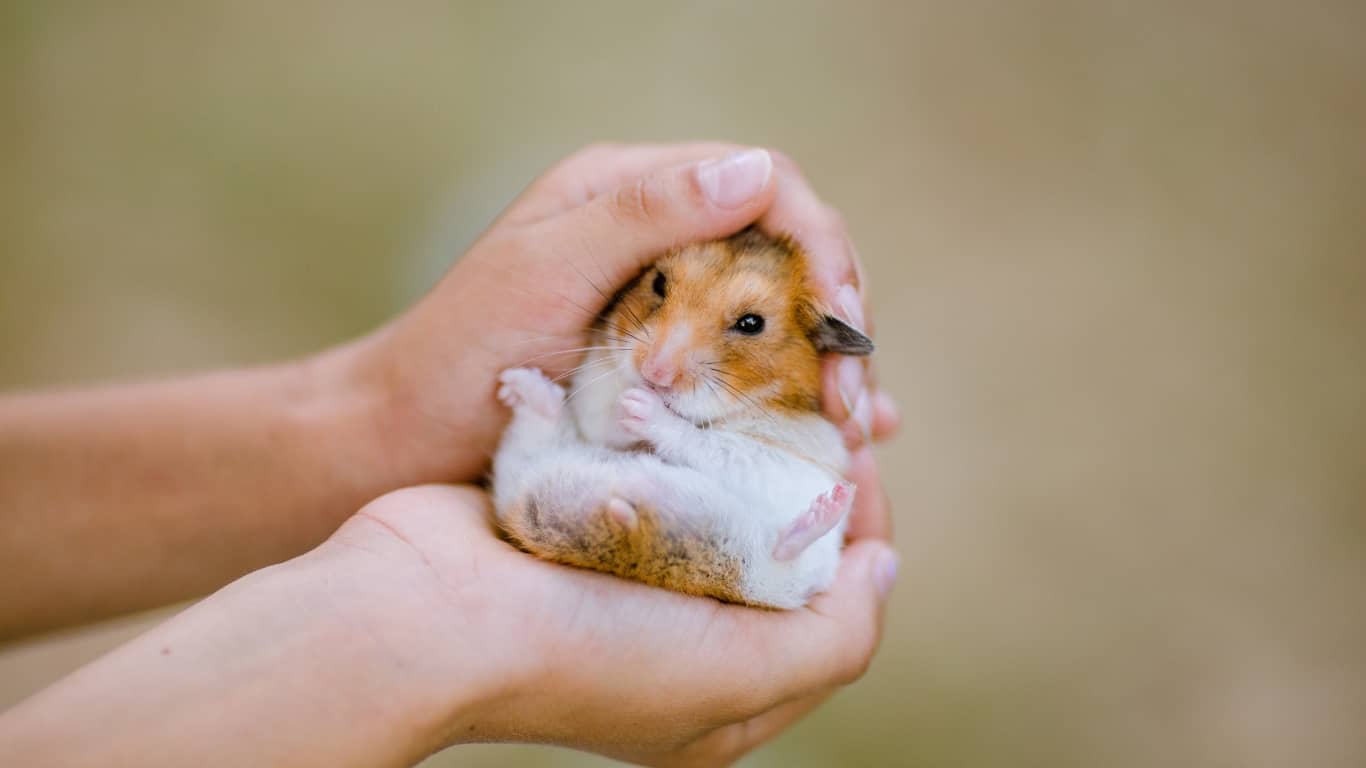5 Bệnh Phổ Biến Ở Chuột Hamster & Cách Điều Trị 2