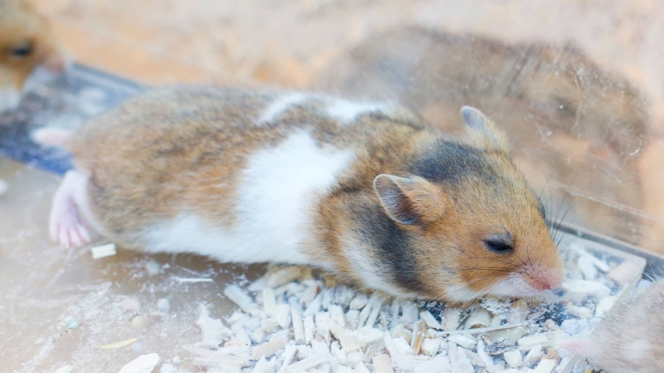 5 Bệnh Phổ Biến Ở Chuột Hamster & Cách Điều Trị 5
