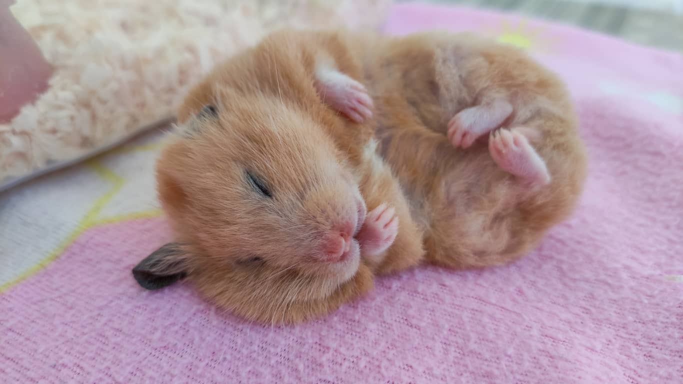 5 Bệnh Phổ Biến Ở Chuột Hamster & Cách Điều Trị 6