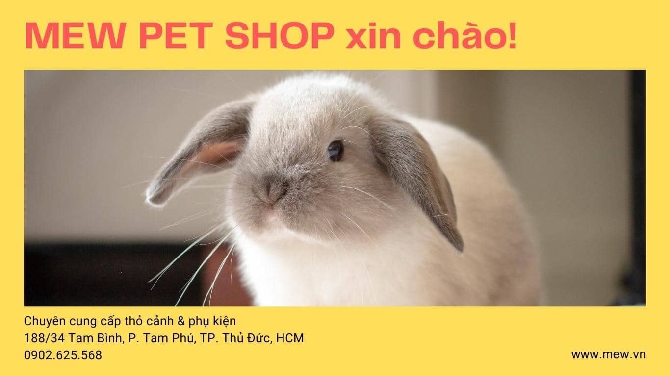 Cửa hàng thỏ Minilop Mew Pet Shop