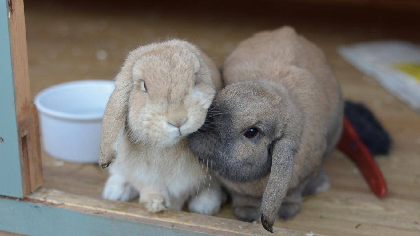 Hai bé thỏ Minilop bên nhau
