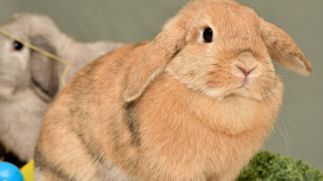 Một chú thỏ Minilop thuần chủng