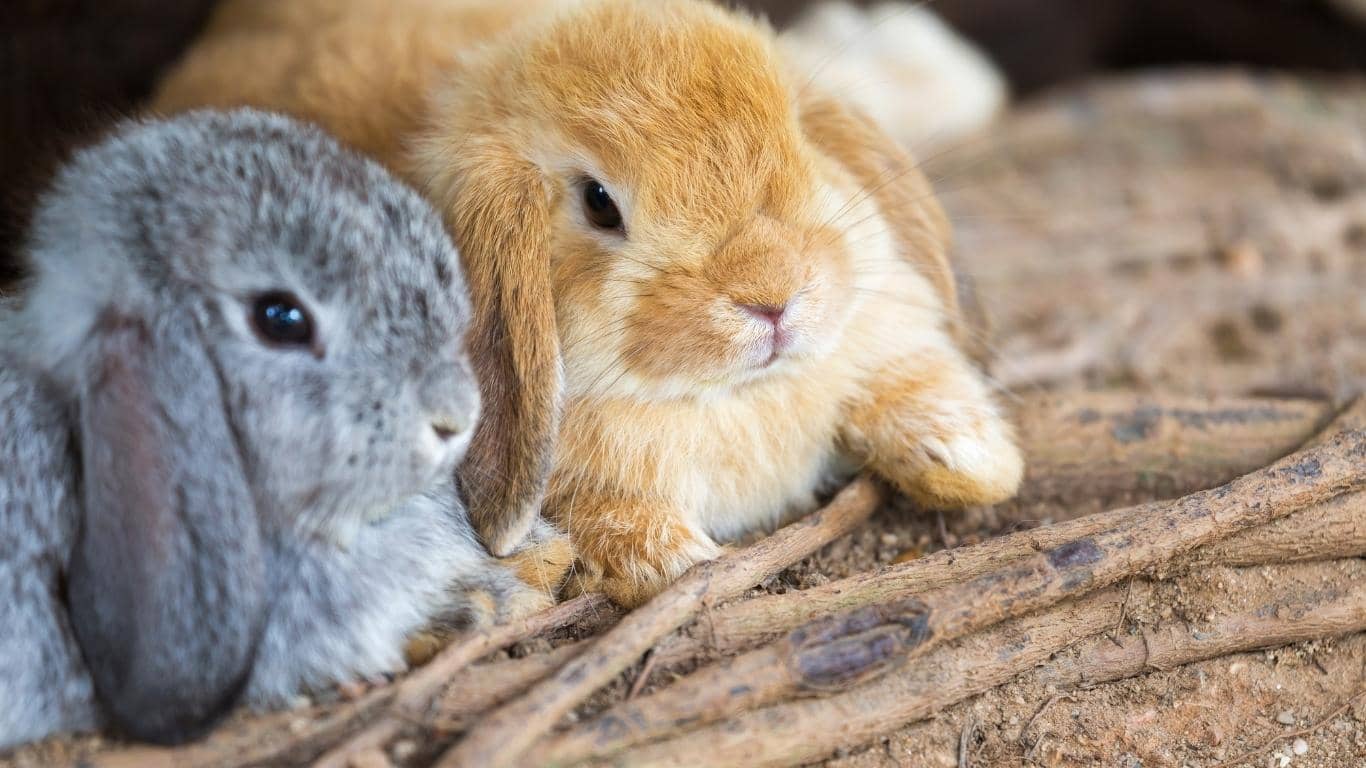 Thỏ Minilop nổi tiếng hiền lành, dễ thương.