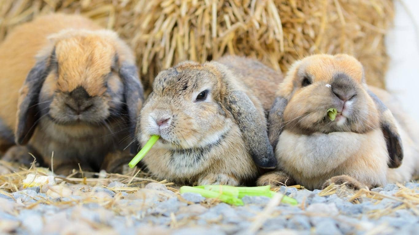 Chế độ ăn 80% cỏ khô dành cho thỏ Minilop