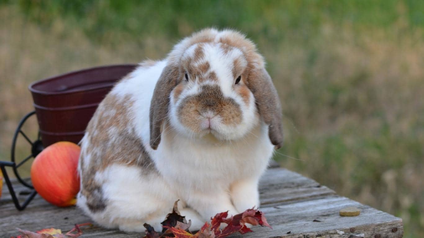 Thỏ Minilop có sức khoẻ tốt