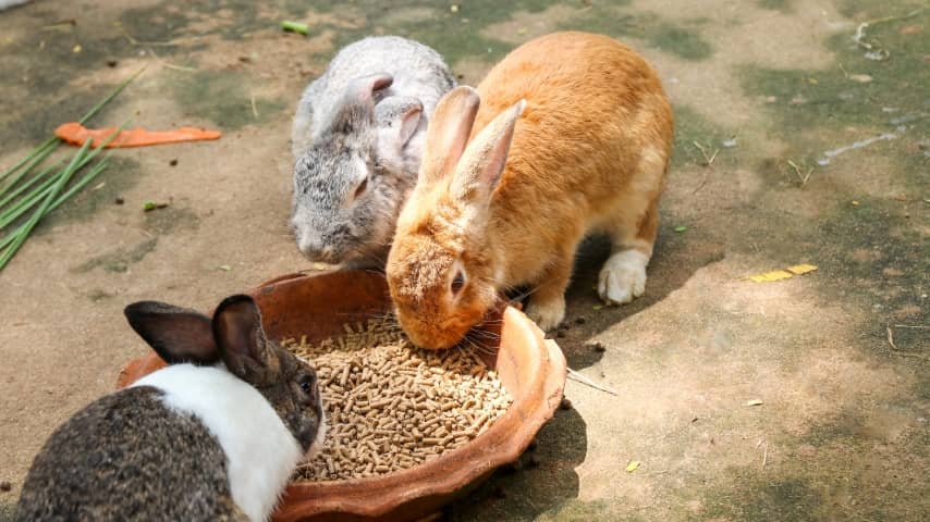 Thỏ Mini Lop Ăn Gì? Cách Nuôi Thỏ Mini Lop Chuẩn 100% 5