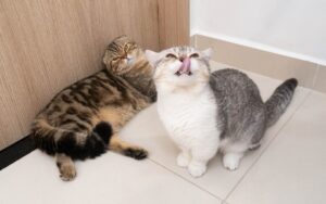 Cần Chuẩn Bị Gì Khi Gửi Chó Mèo Từ TPHCM Đi Đà Lạt? Trọn Bộ Kinh Nghiệm Cùng Pet Du Ký 1