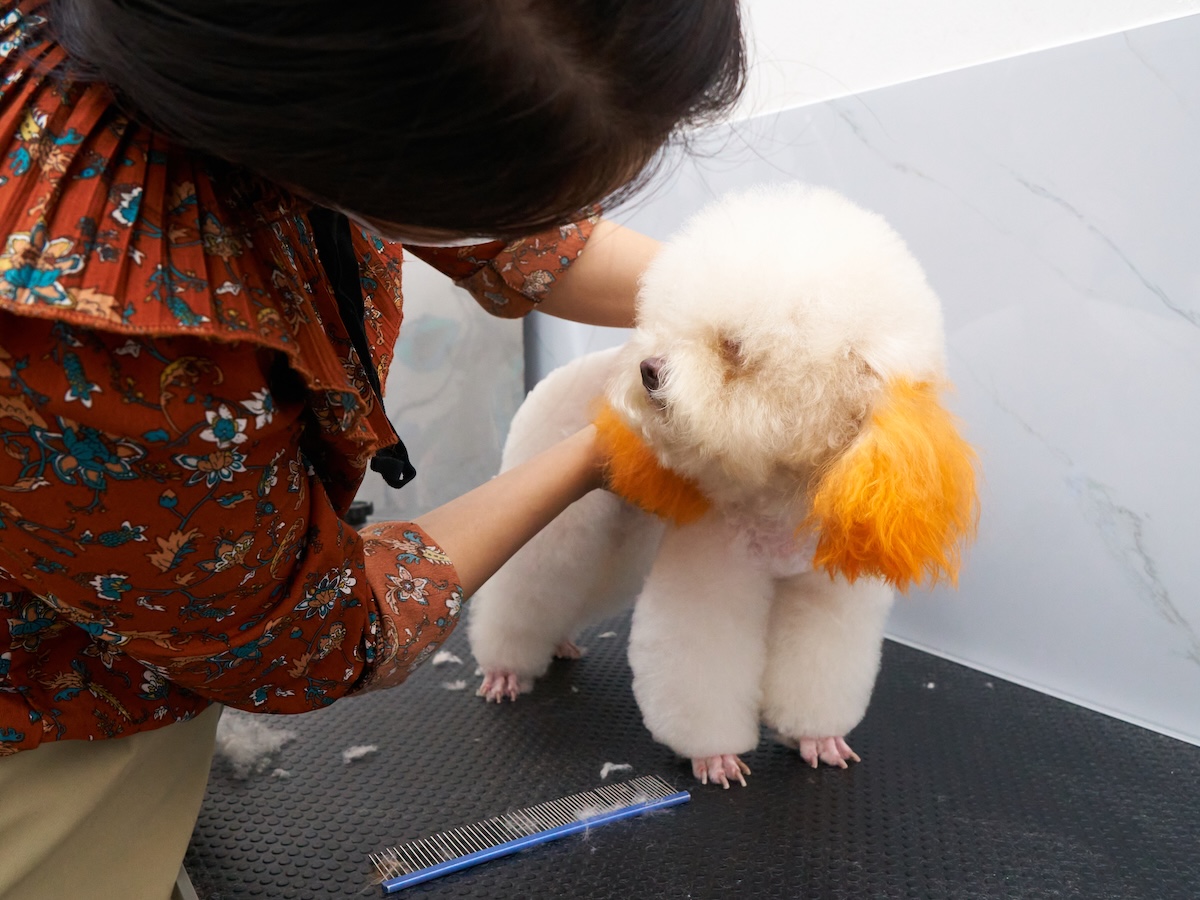 Cần Chuẩn Bị Gì Khi Gửi Chó Mèo Từ TPHCM Đi Đà Lạt? Trọn Bộ Kinh Nghiệm Cùng Pet Du Ký 4